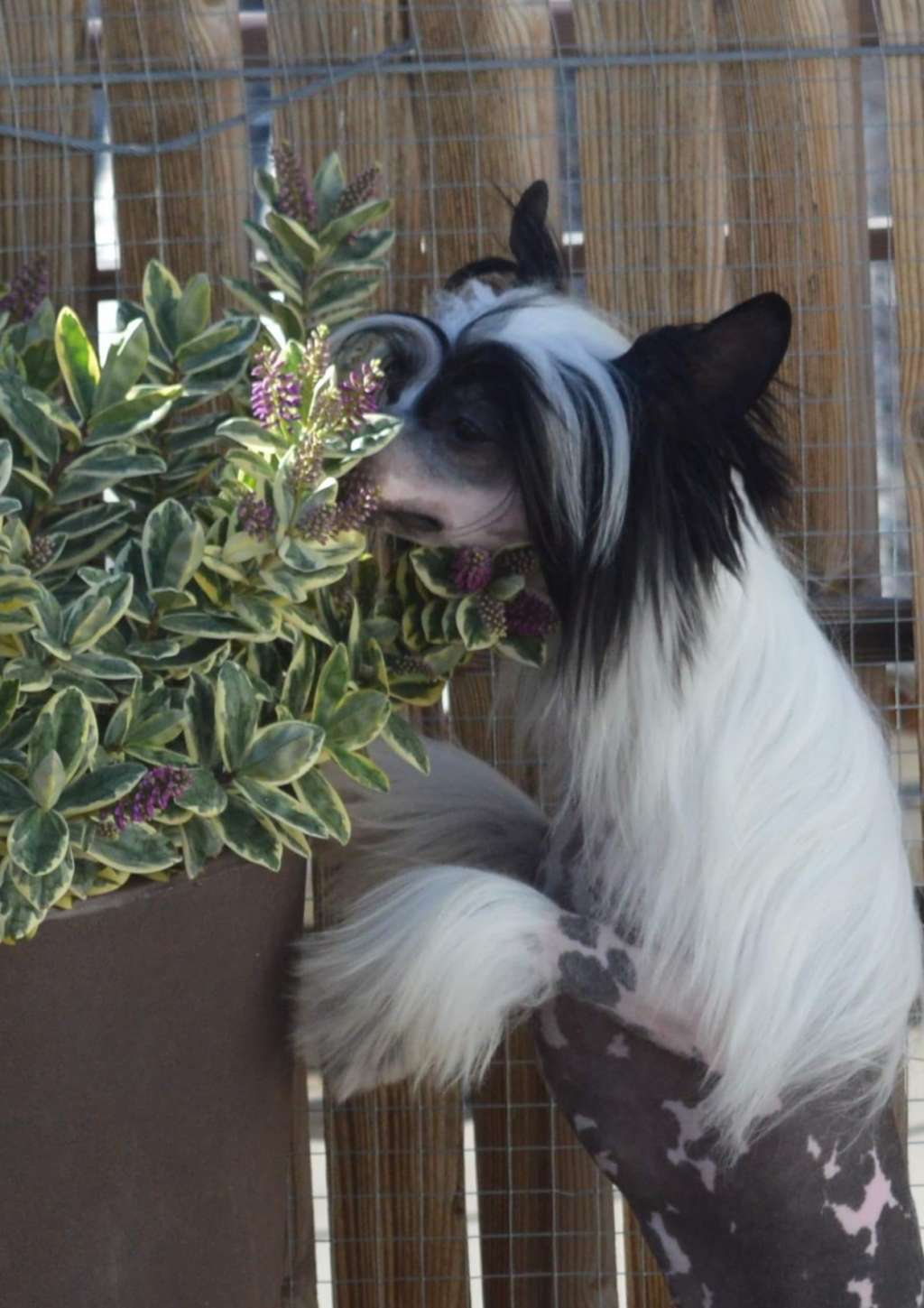 Magnus Staff Firenze la Bella