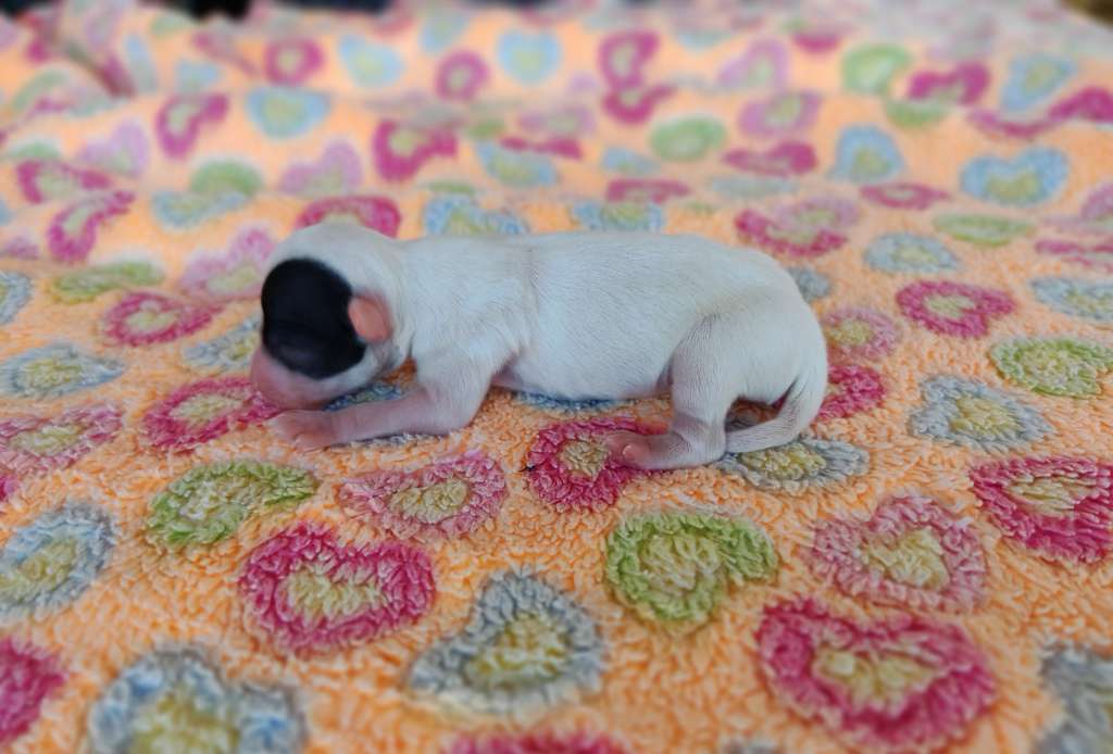 Little Dog Of Dream Ritta