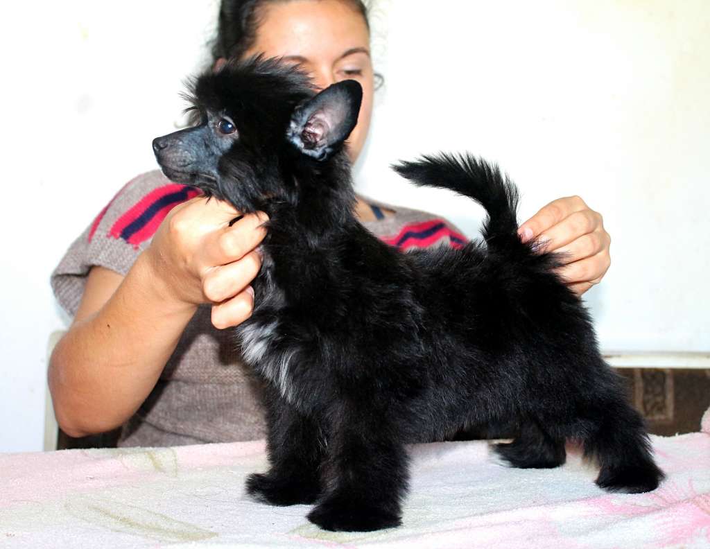 Mirella Molosos Gratzi