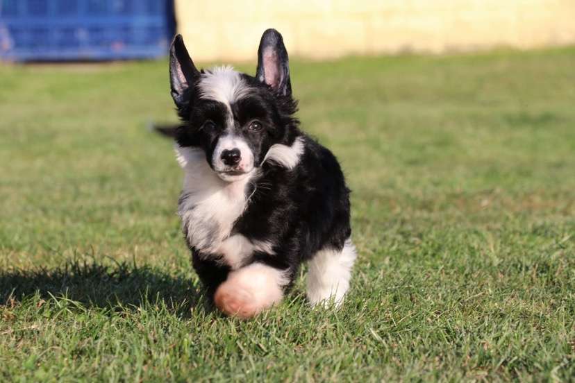 Galway Girl Princes de la Roses