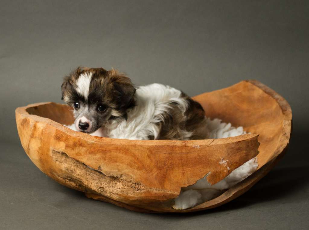 Gala Heritage of Han