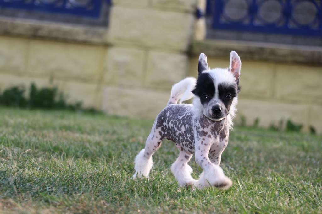 Hero Princes de la Roses