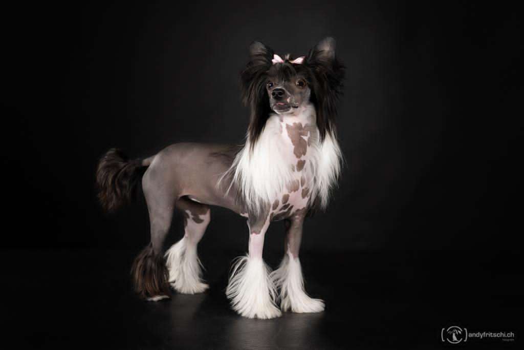 Hoffnung Prinzen von Rosen