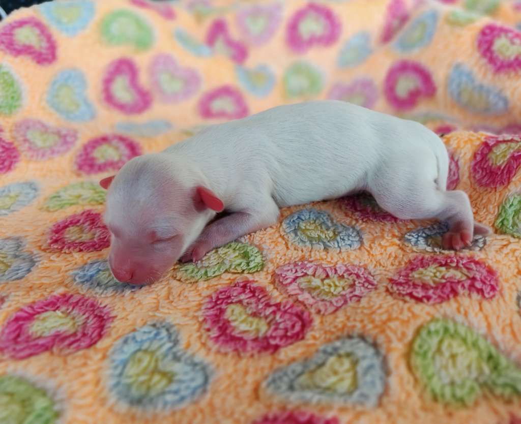 Little Dog Of Dream...