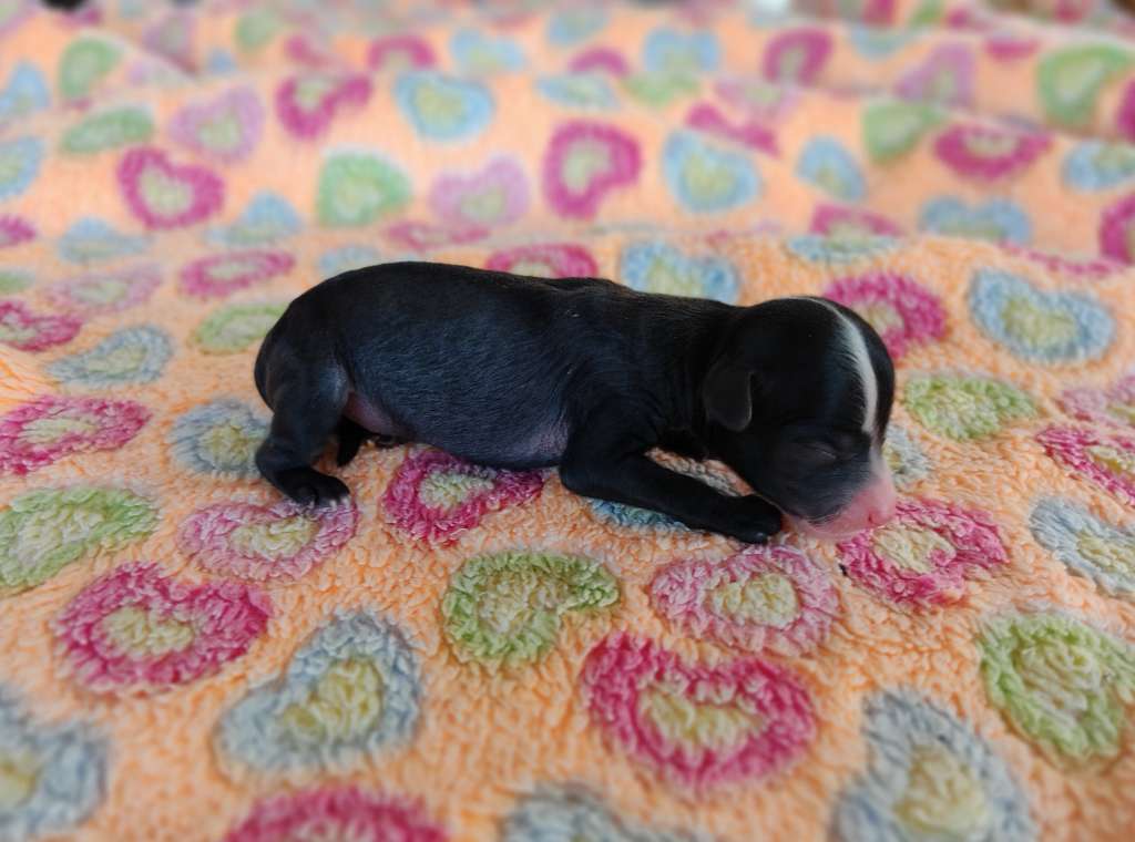 Little Dog Of Dream...