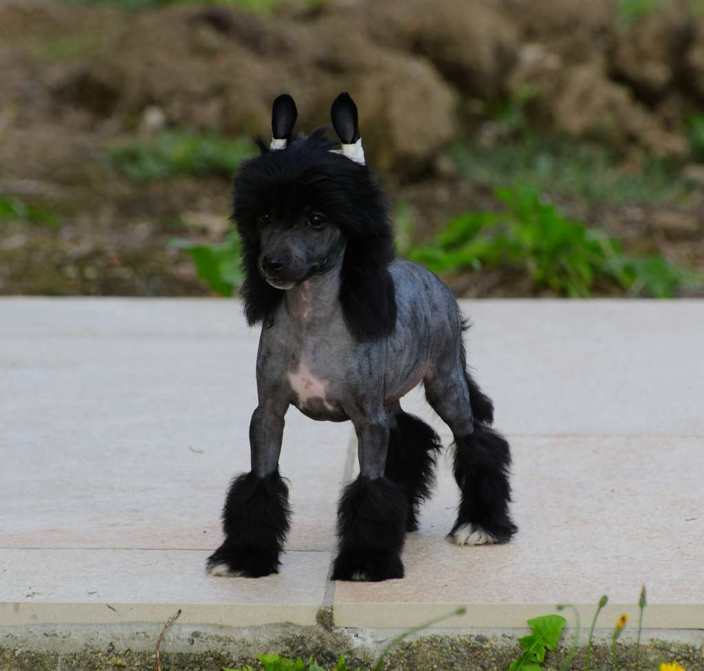 Little Dog Of Dream Ringo