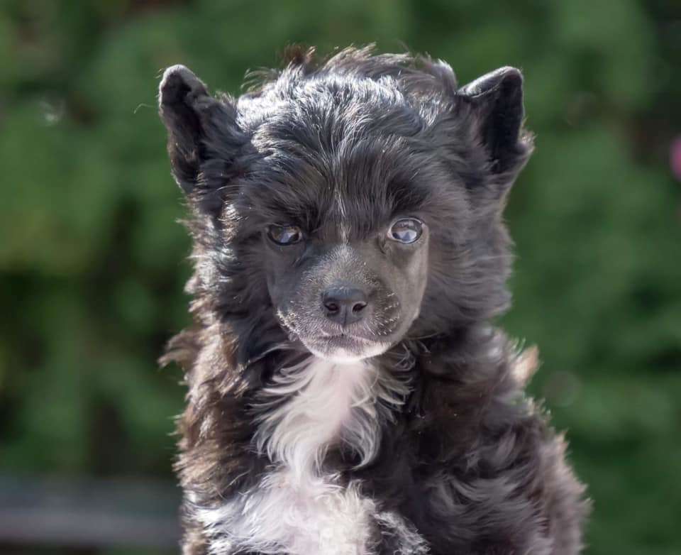 Gorgona Modern Family