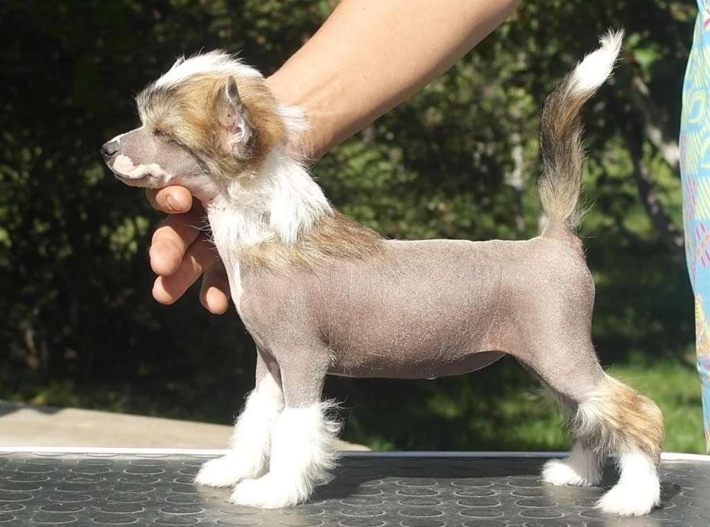 Mano Ponis Bravissimo