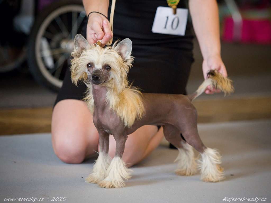 Xelia z Jasne hvezdy