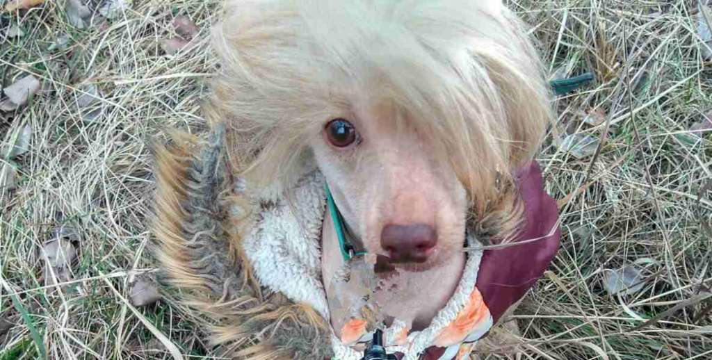 Legion Of Dream Platon