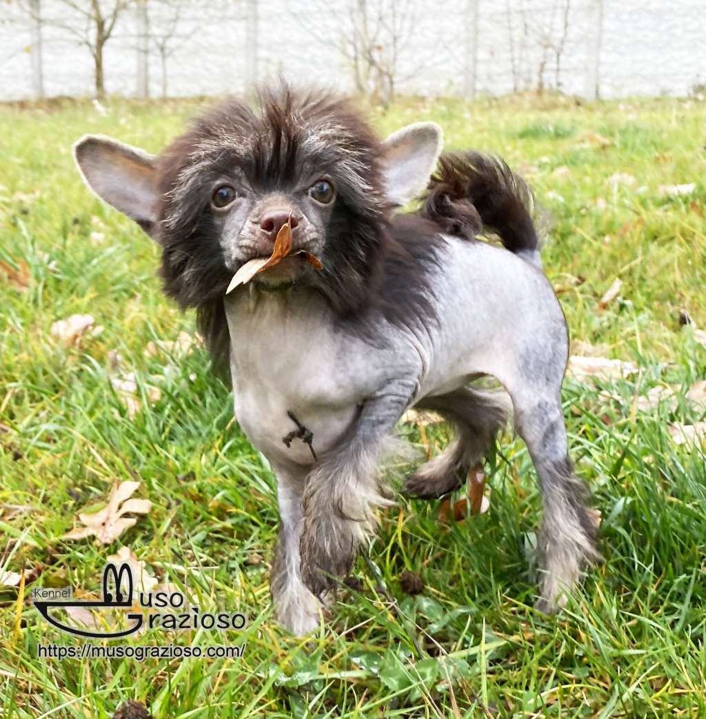 Muso Grazioso Dipped In Chocolate