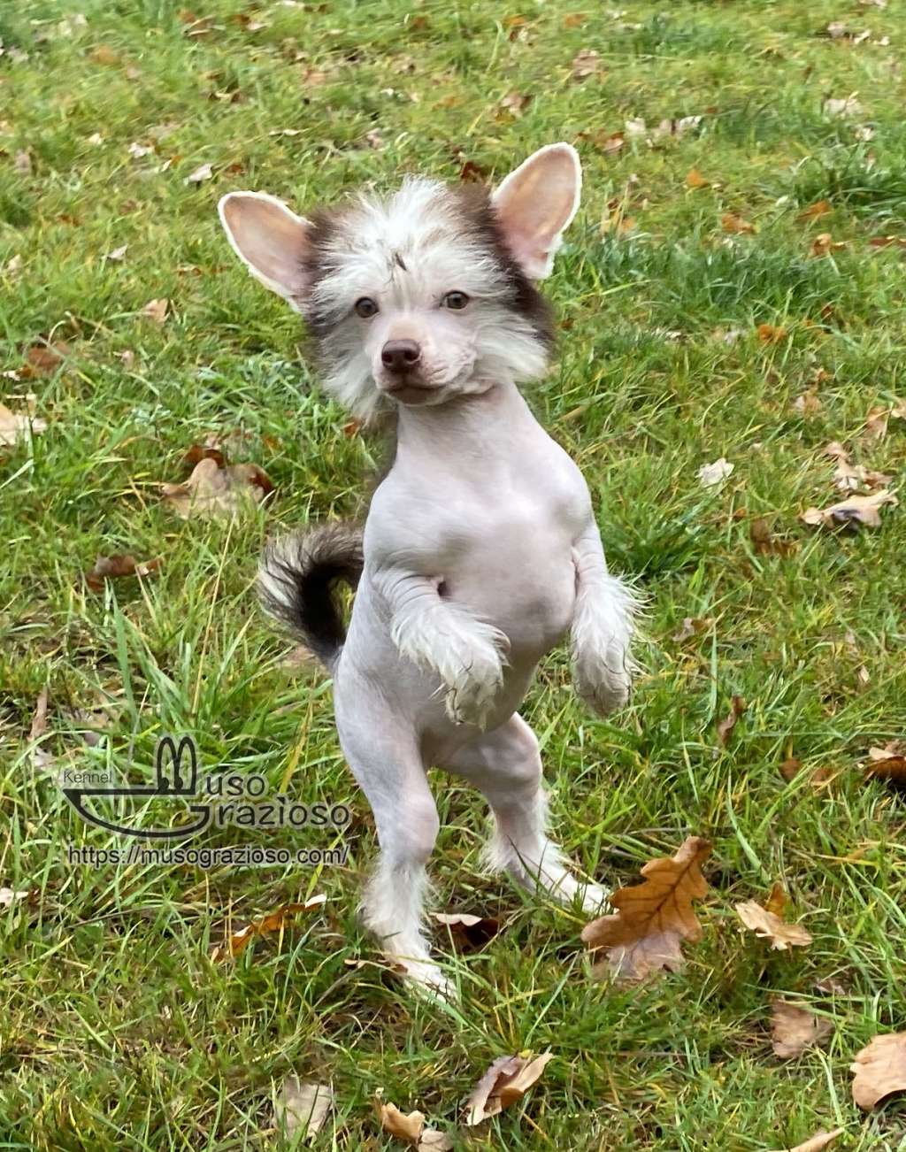 Muso Grazioso Don't Mess With Me