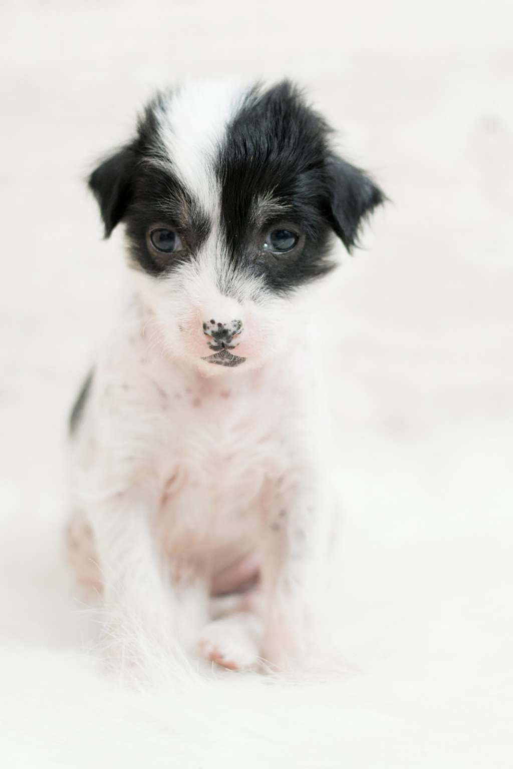 SoulSavers Crazy Tokyo