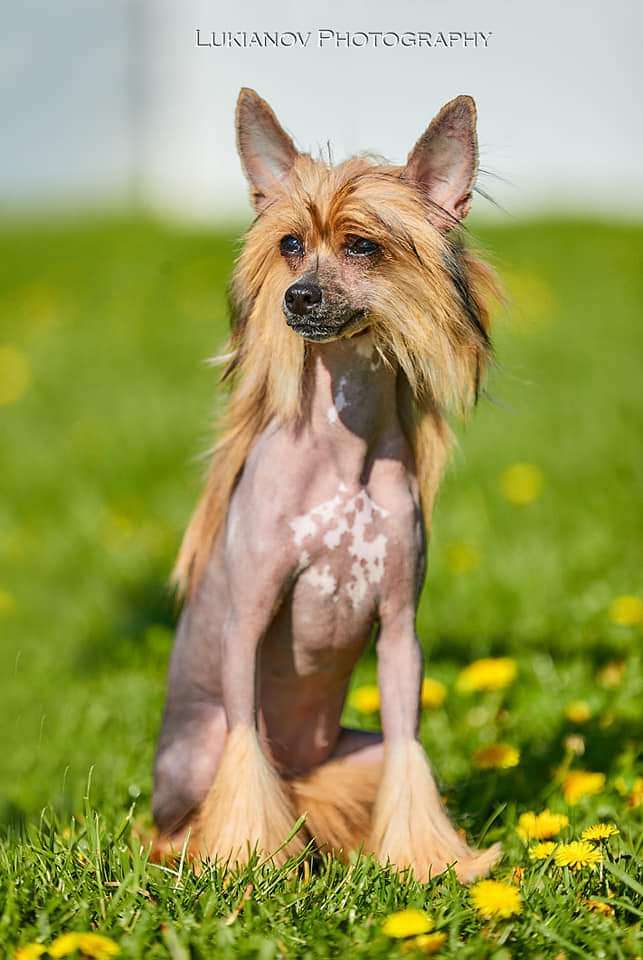 Varna Molosos Gratzi