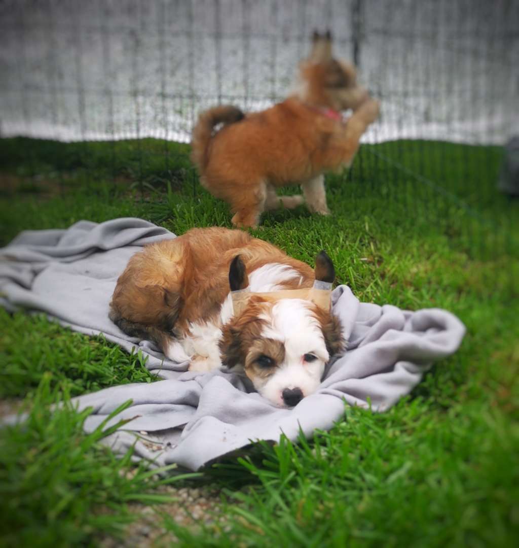 Crested Vixen's Centaur