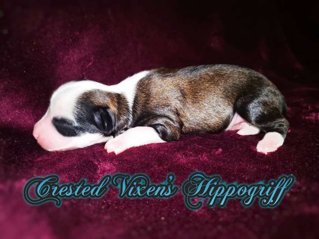 Crested Vixen's Hippogriff