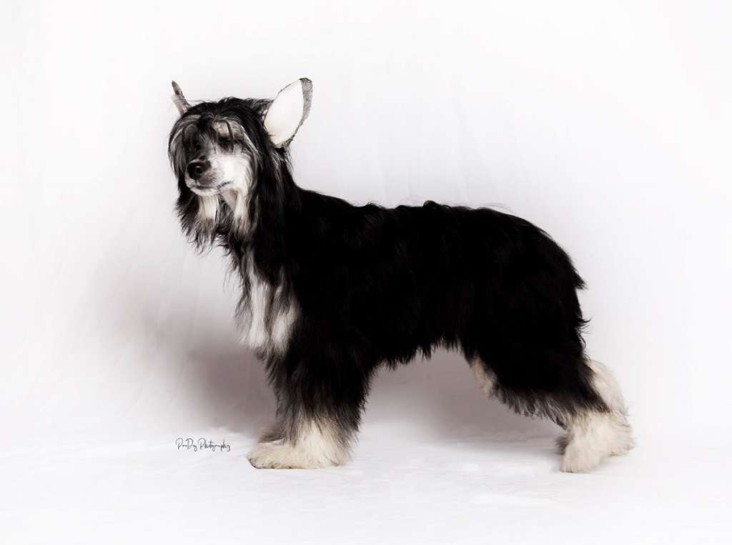 Tokio Molosos Gratzi