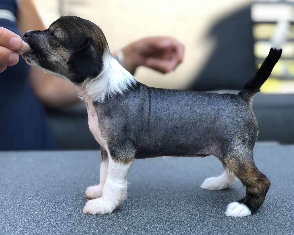 Lintika's Extravaganza Gold'N Girl