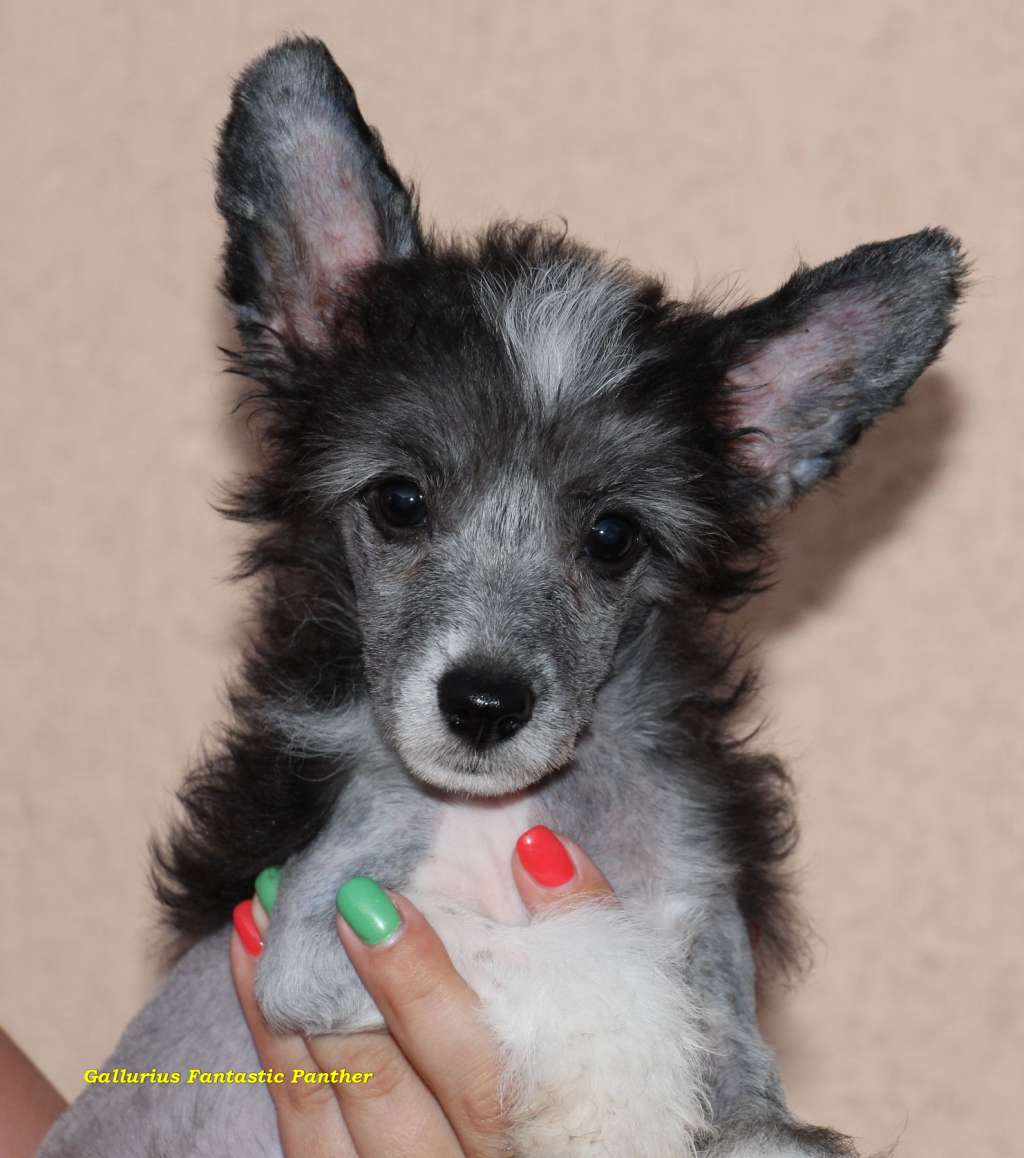 Gallurius Fantastic Panther