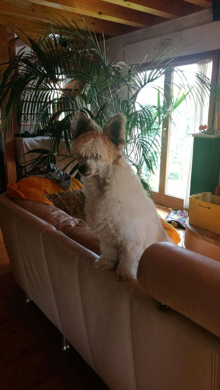 Jadoo MeFi of Purple Rain