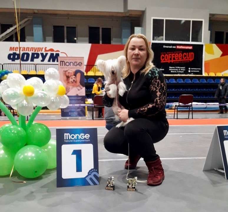 Shining Stardogs Bella