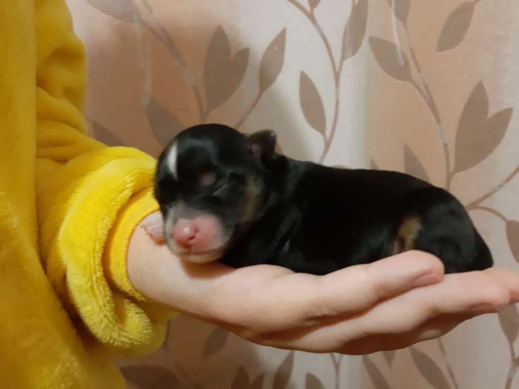 Shining Stardogs Djoli