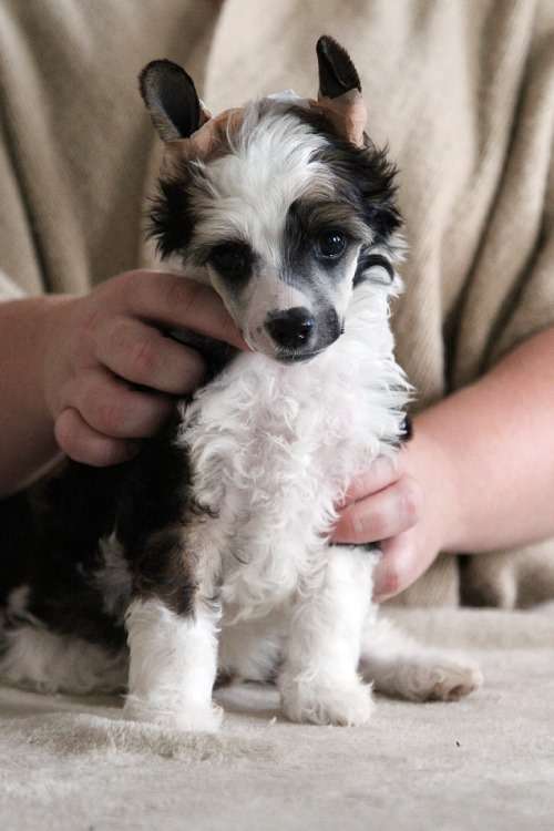 Tinted's Bad Fur Day