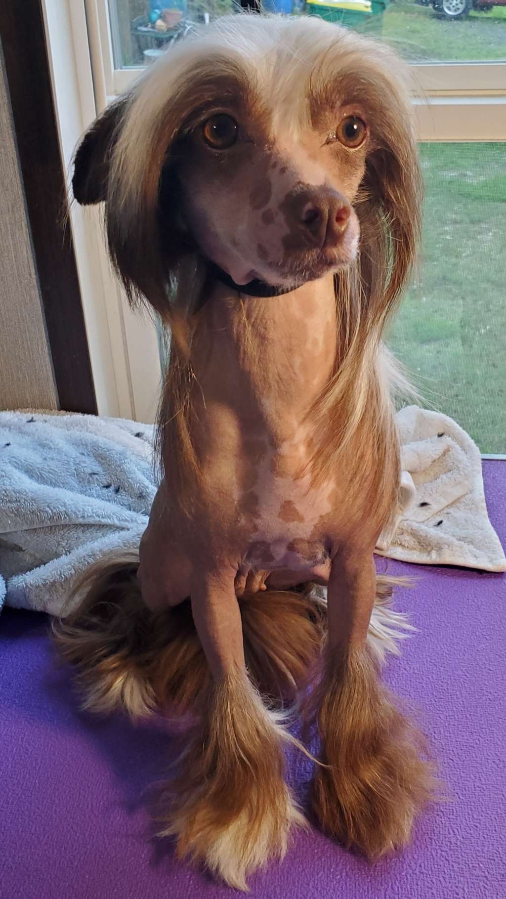 Lataj's Fabulis Food Of The Gods