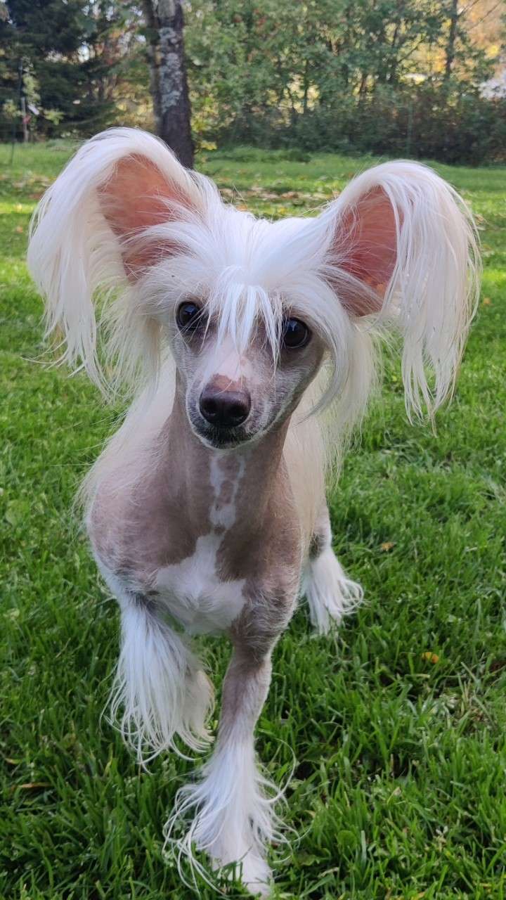 Timanttiliigan Kismet