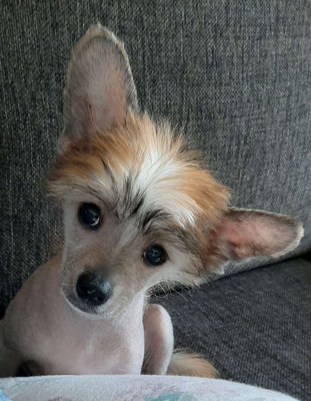 Timanttiliigan Dacapo