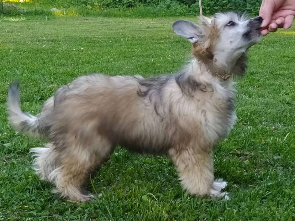 Timanttiliigan Dumle