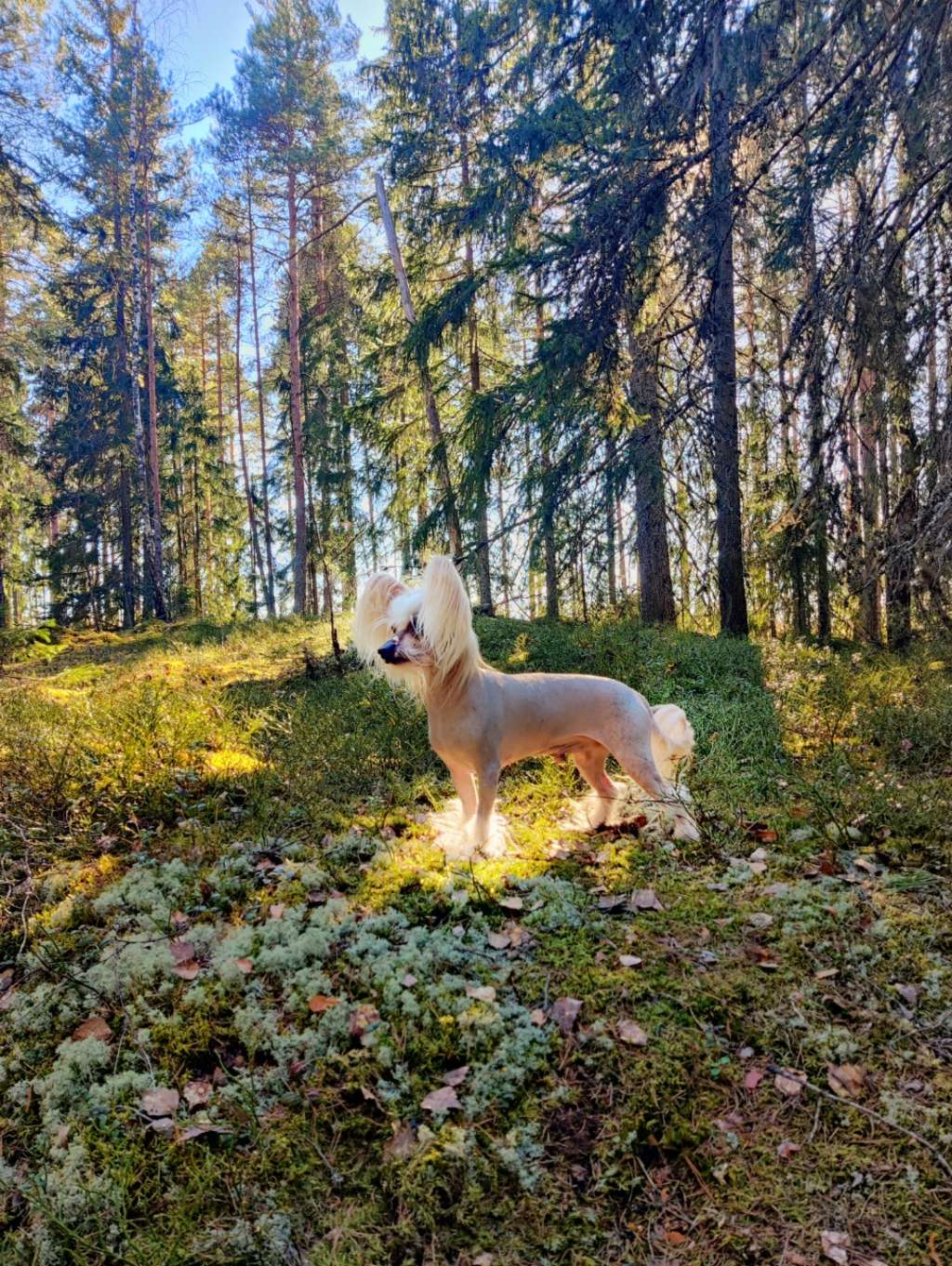 Timanttiliigan Suffeli