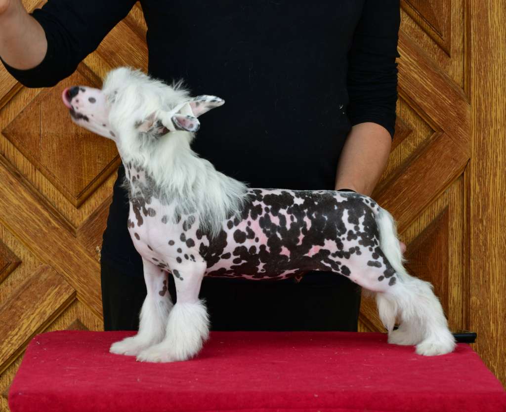 Little Dog Of Dream Rambo