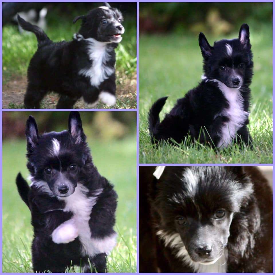 Beyesa's Absolutely Love