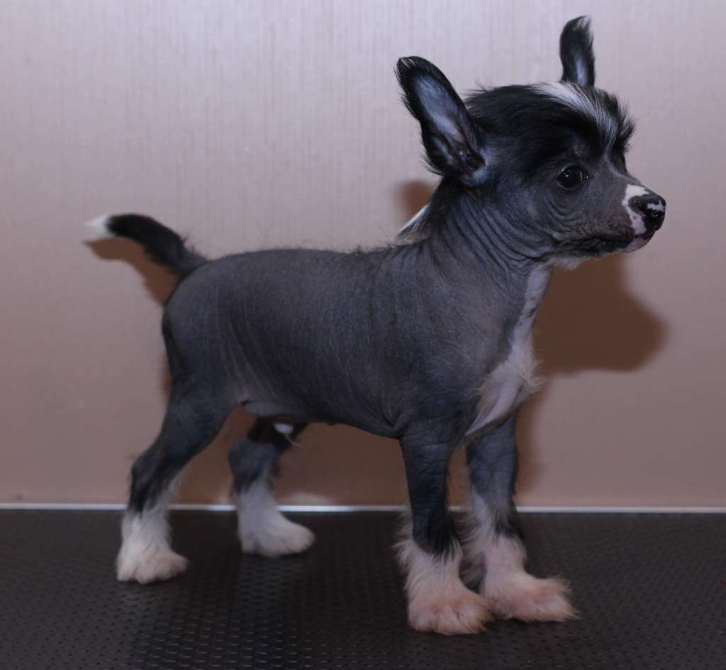 Artic Flyer's Expecto Patronum