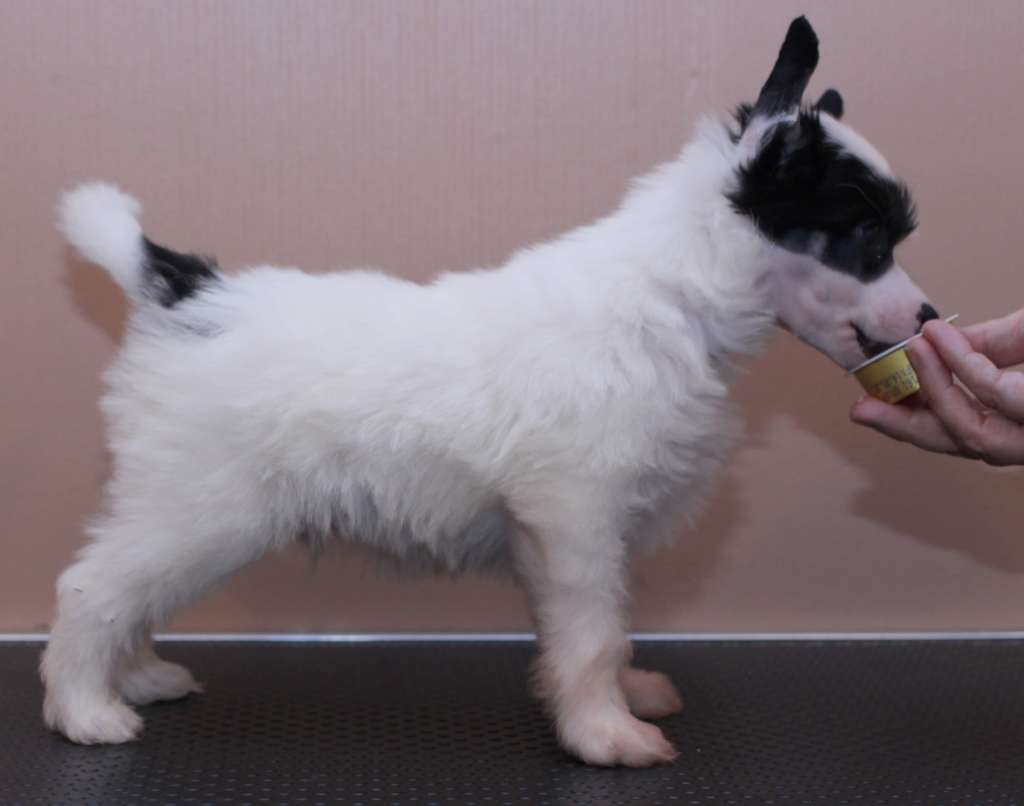 Artic Flyer's Riddikulus