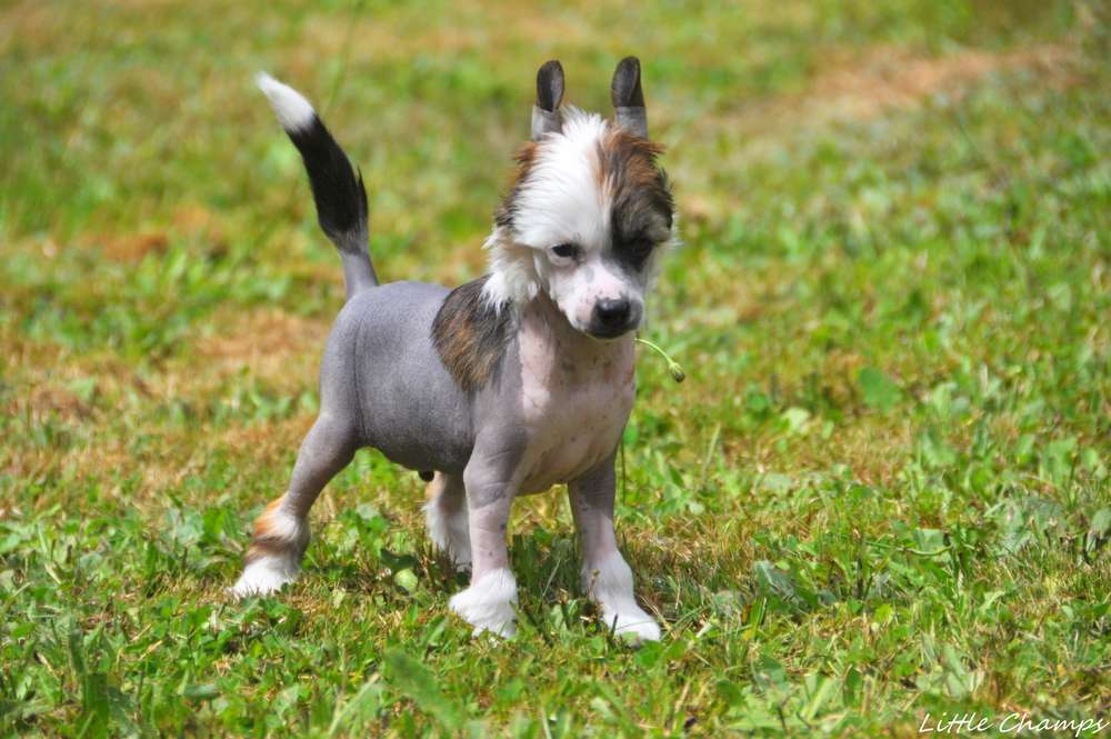 Raffaello Little Champs