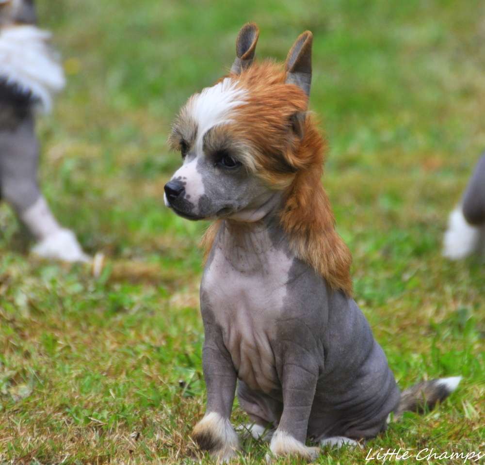 Rainbow Pile Little Champs