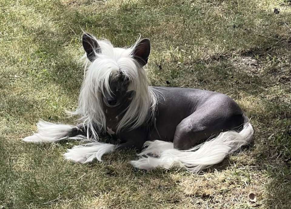 Rice Krispies Little Champs