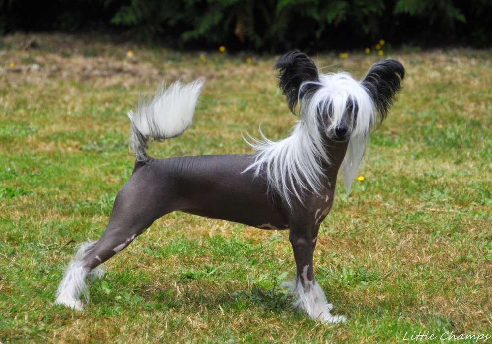 Perdita Little Champs