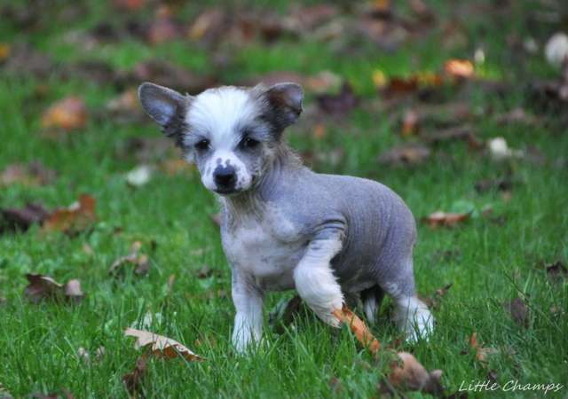 Pepper Little Champs