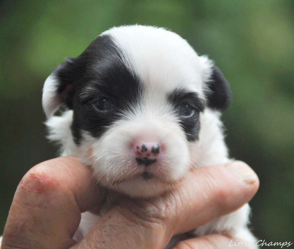 Rhum Cooler Little Champs