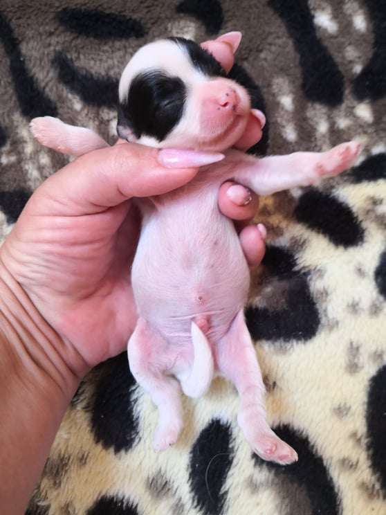 Fundoklia-völgyi Kaszanics