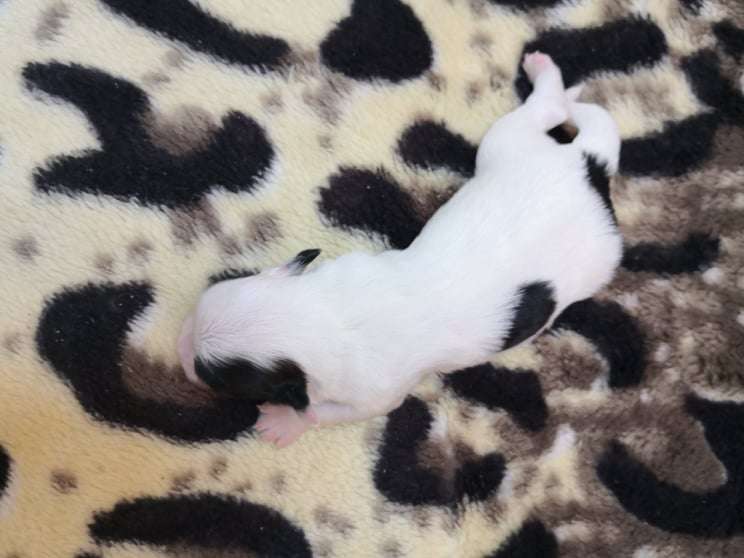 Fundoklia-völgyi Kaszanics