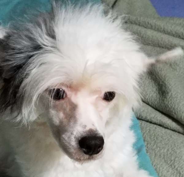 Edelweiss Some Like it Hot at Showy Lady