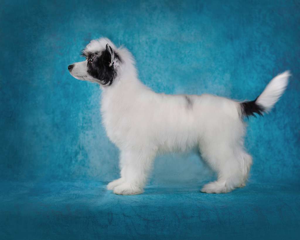 Marquis De-Sade Iz Serebryanogo Raya