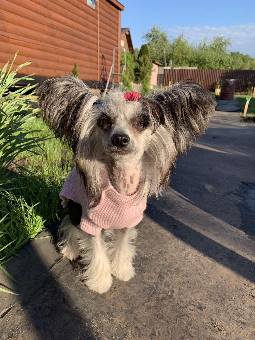 Maleficenta Iz Serebryanogo Raya