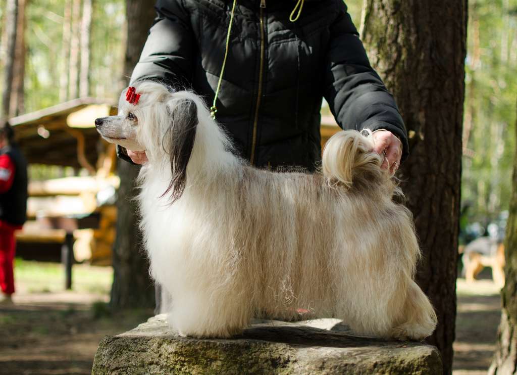 Magnolia Iz Serebryanogo Raya