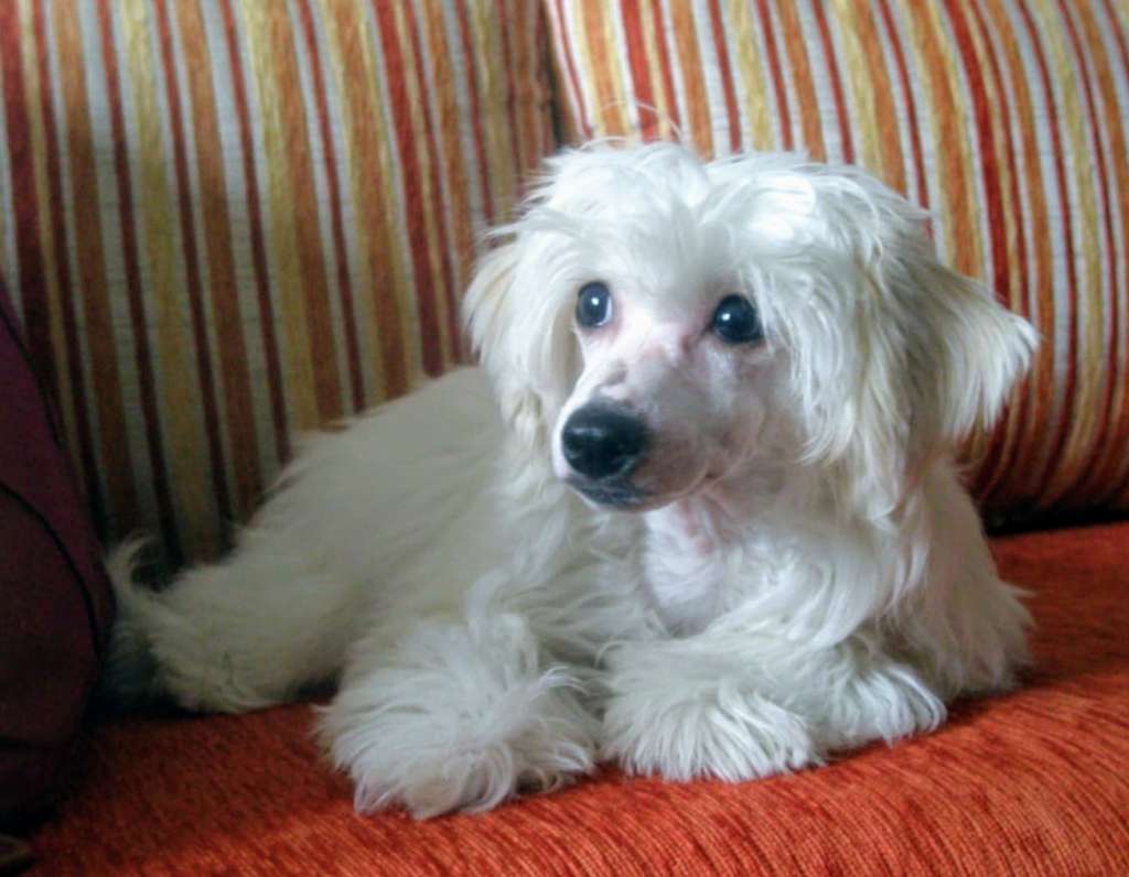 Arlet Polyarnaya Zvezda