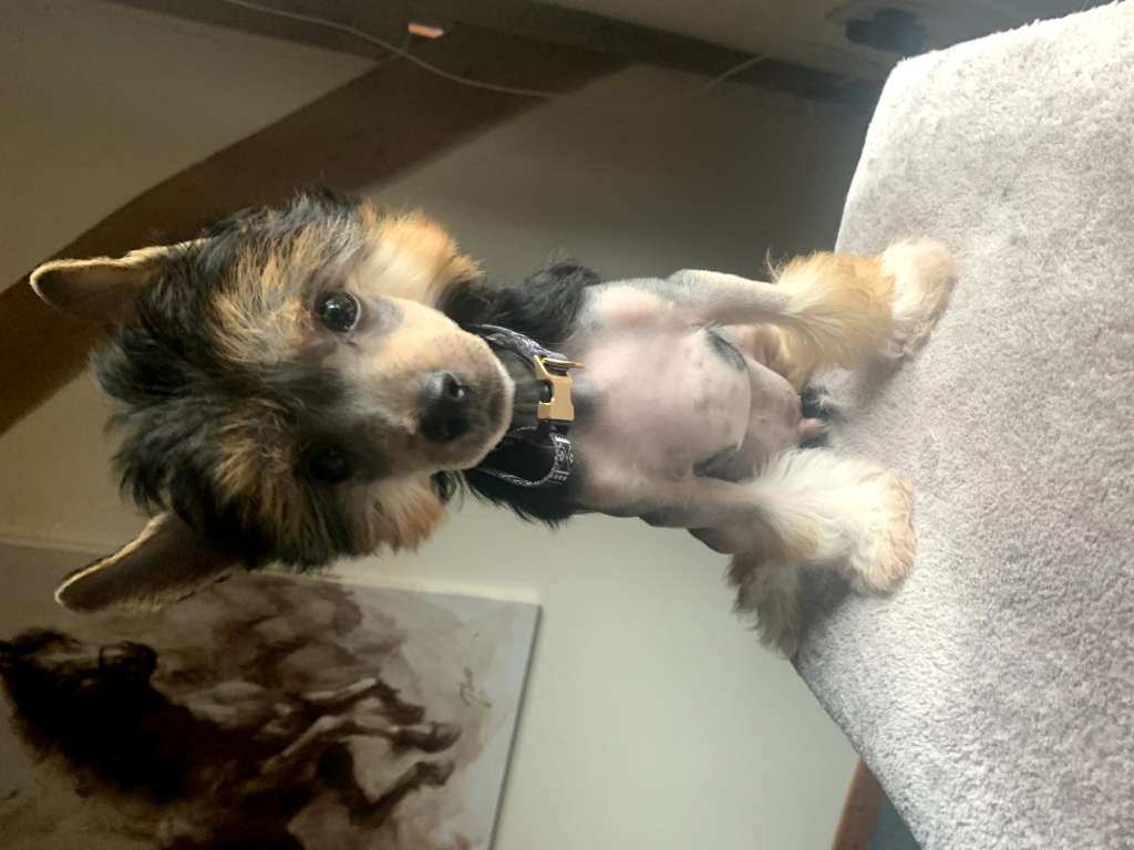 Fridfion Darfin Dorven